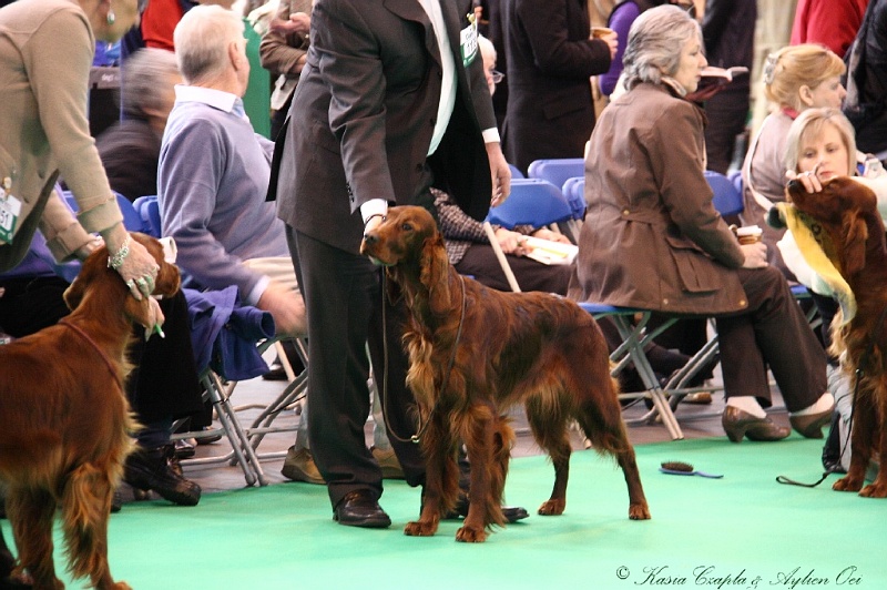 Crufts2011 171.jpg